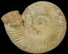 Perisphinctes Ammonite - Jurassic #68169-1